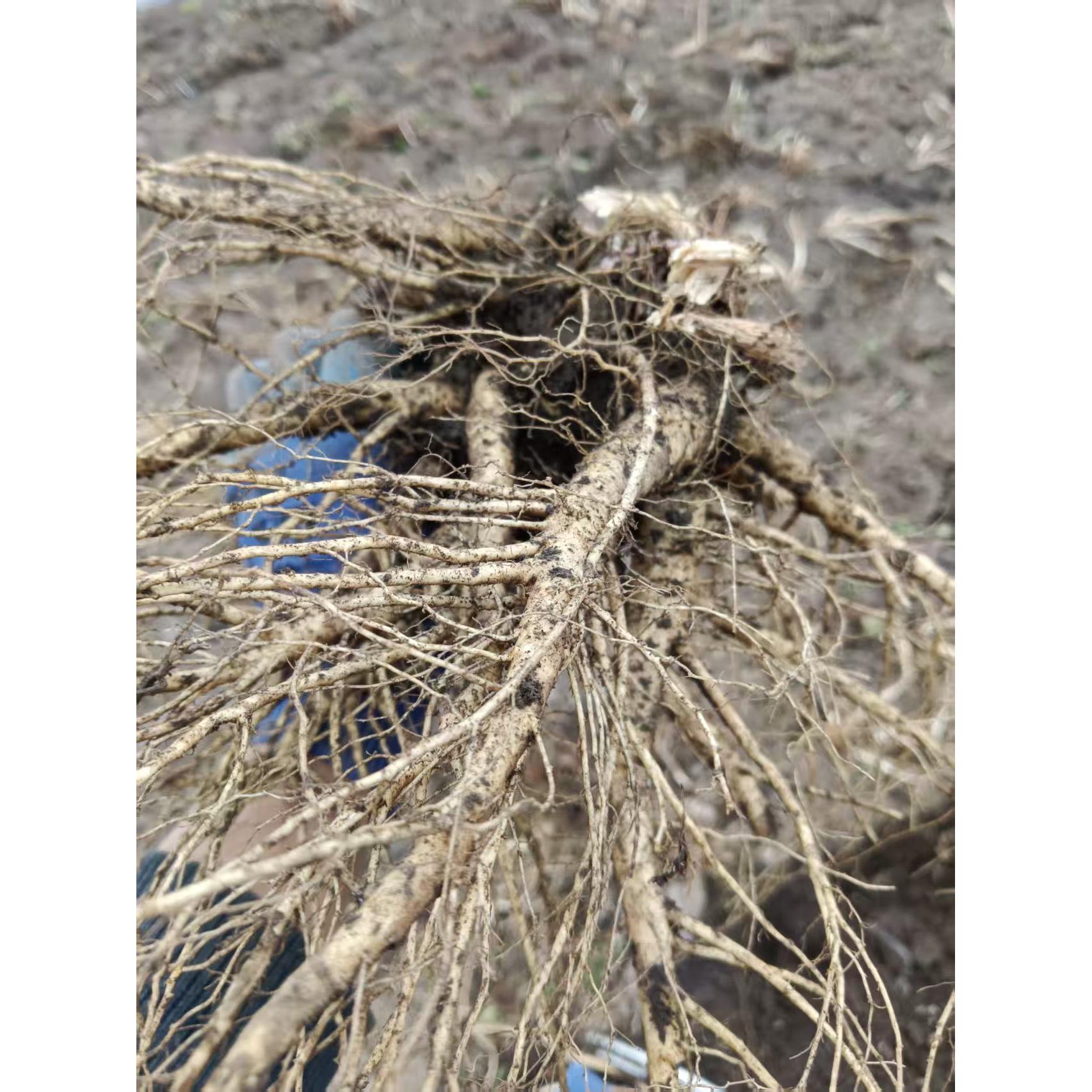 甘肃新鲜带土半干货产地直发货发500克包邮