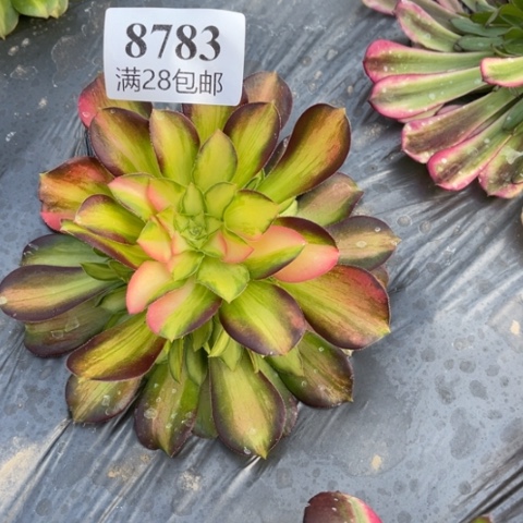 韶华花多肉多肉8783