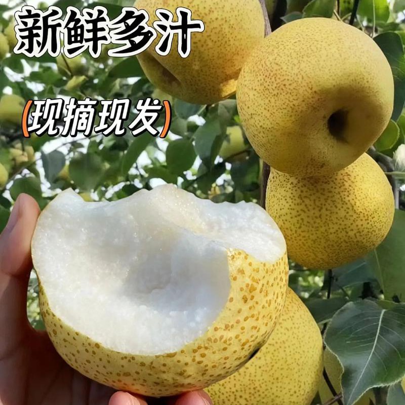 库尔勒砀山梨大果3公斤净重福利秒杀