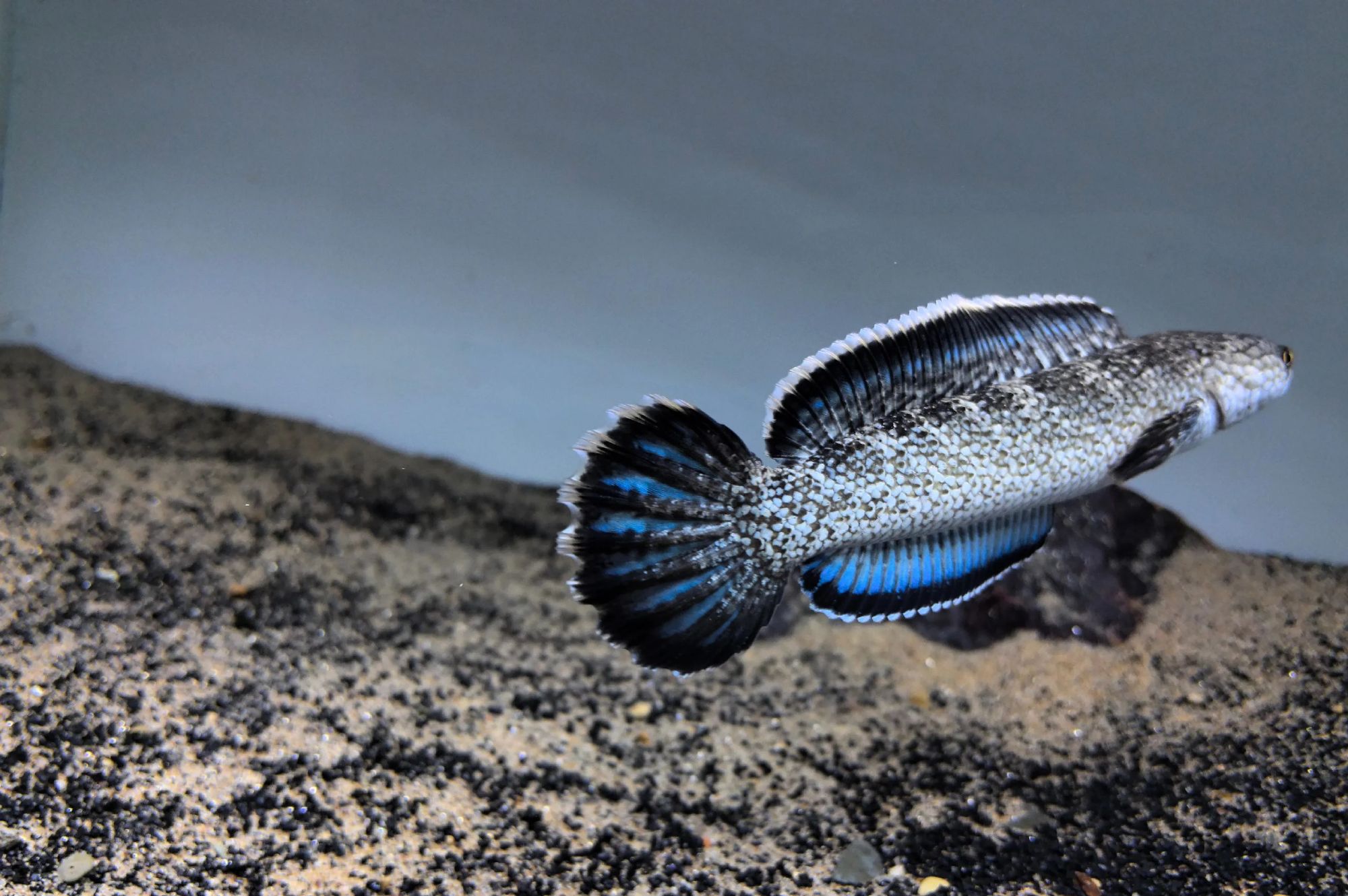 眼镜蛇钴蓝苗搭配专用饲料