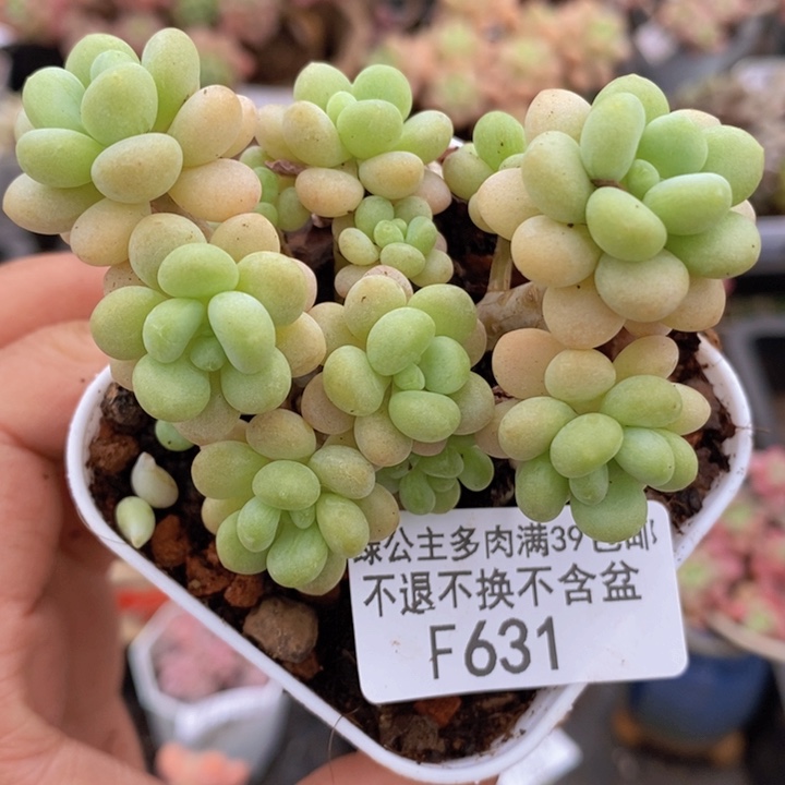 洛可可7cm631多肉植物