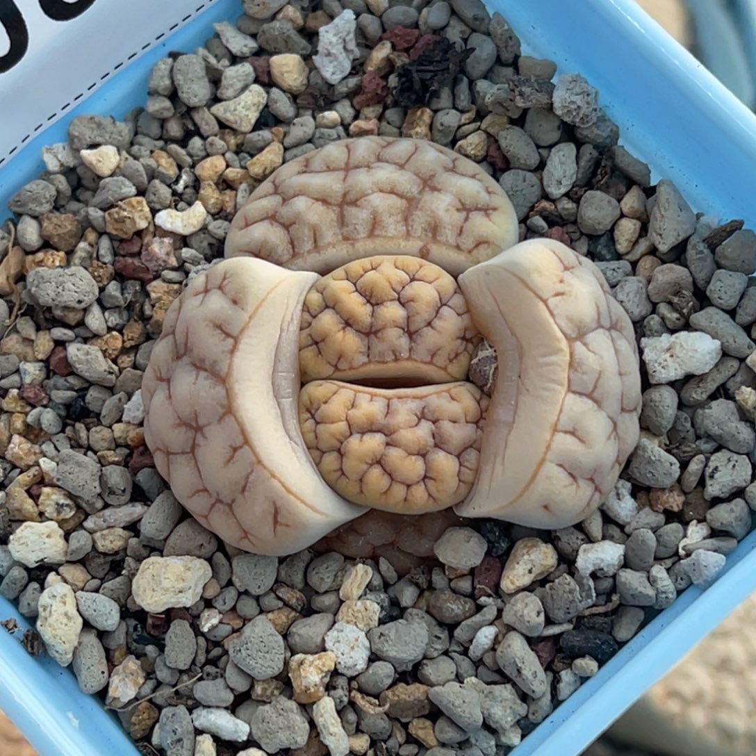 晴***娃0836荒玉1专拍的花