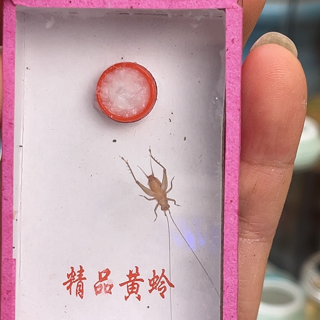 清***野中黄1只哈哈哈哈哈哈