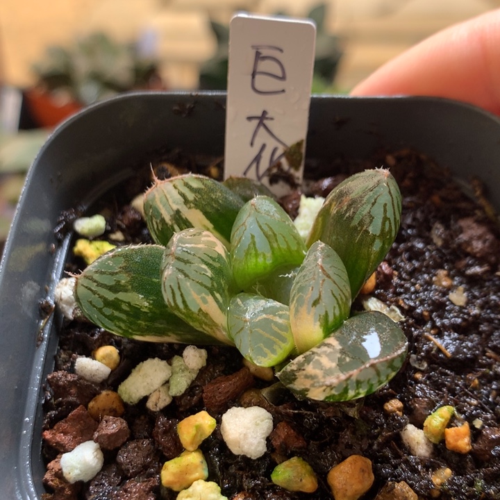 巨大化胭脂玉露锦一物一拍