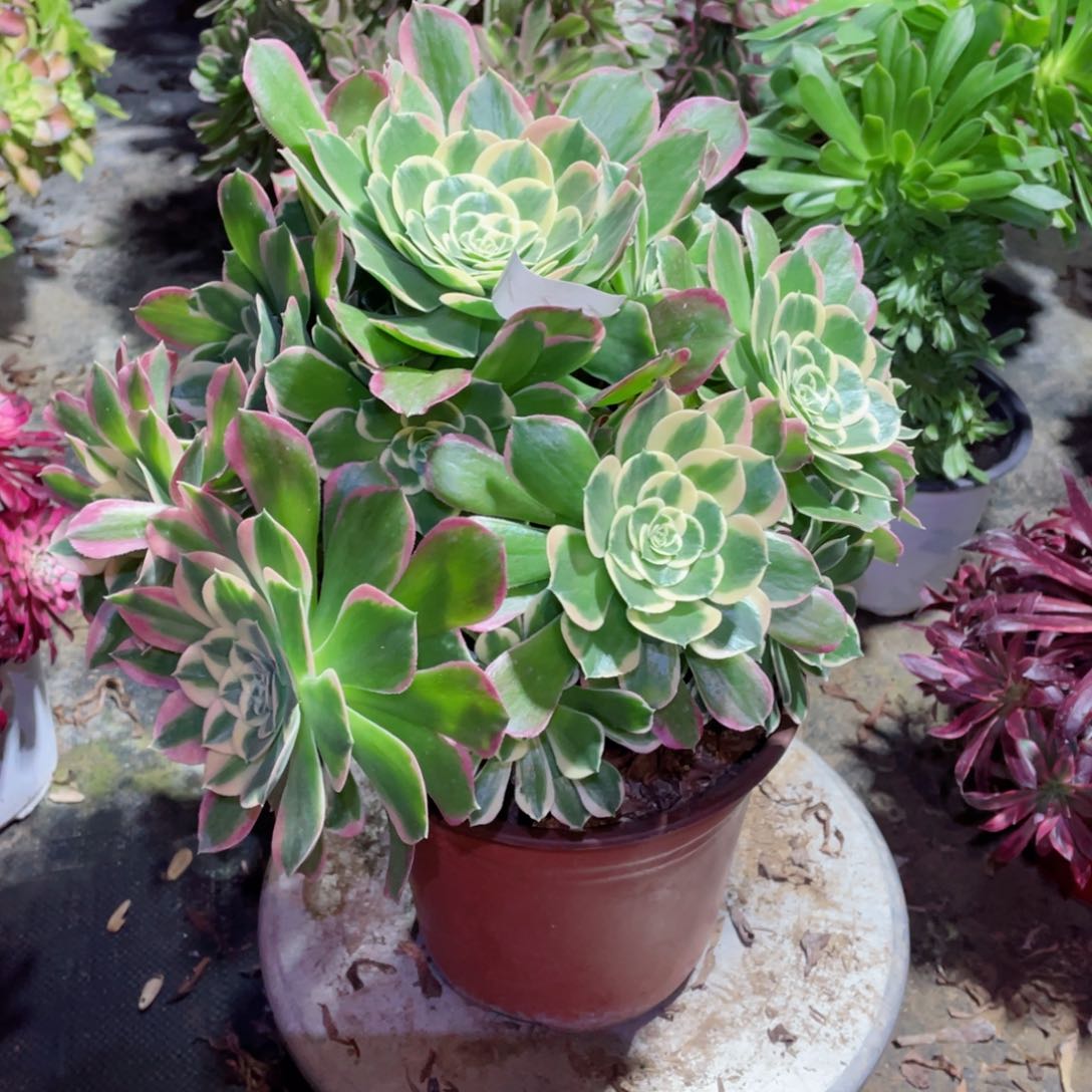 多肉植物雨花石677