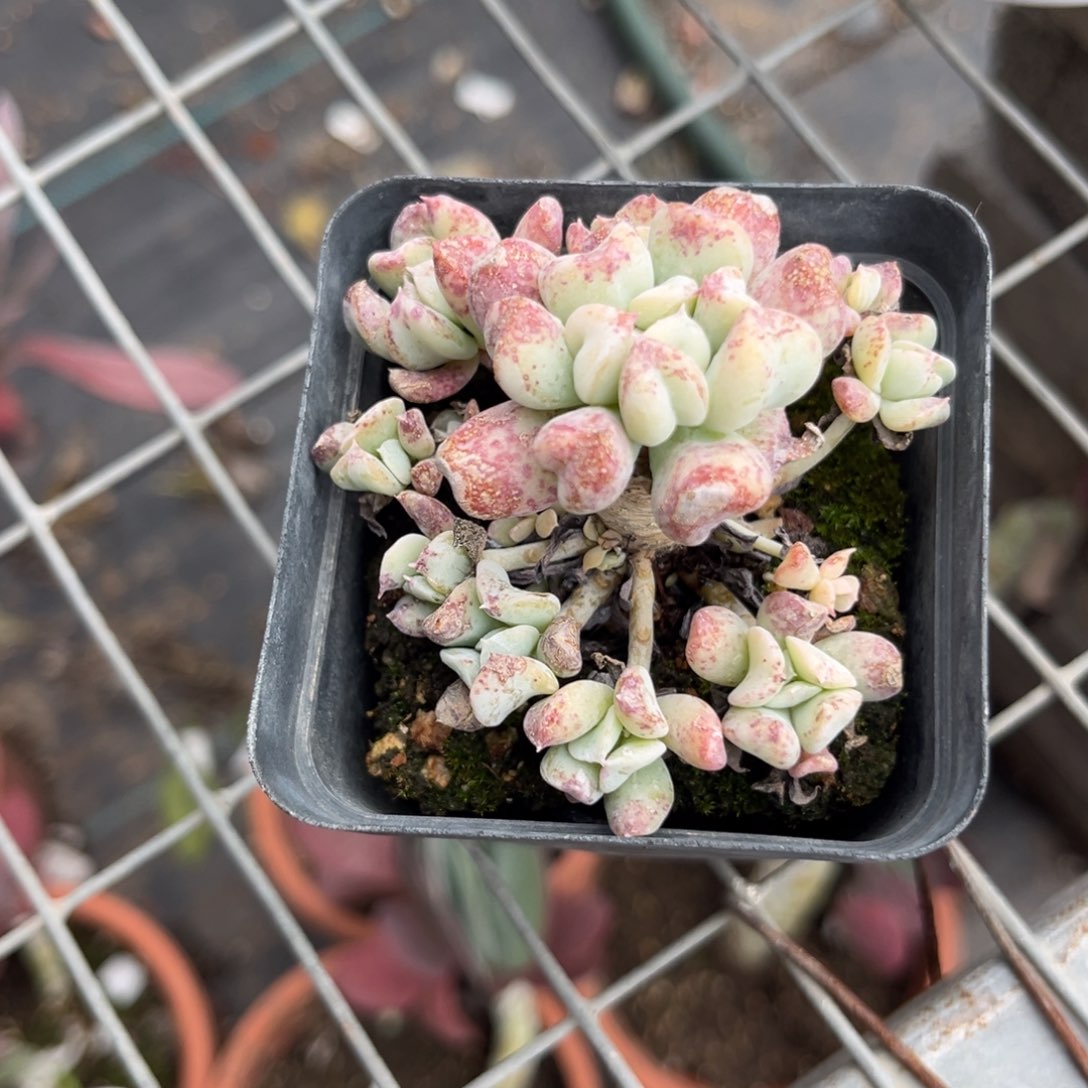 兰**心特玉莲多肉汤！惊鸿一瞥