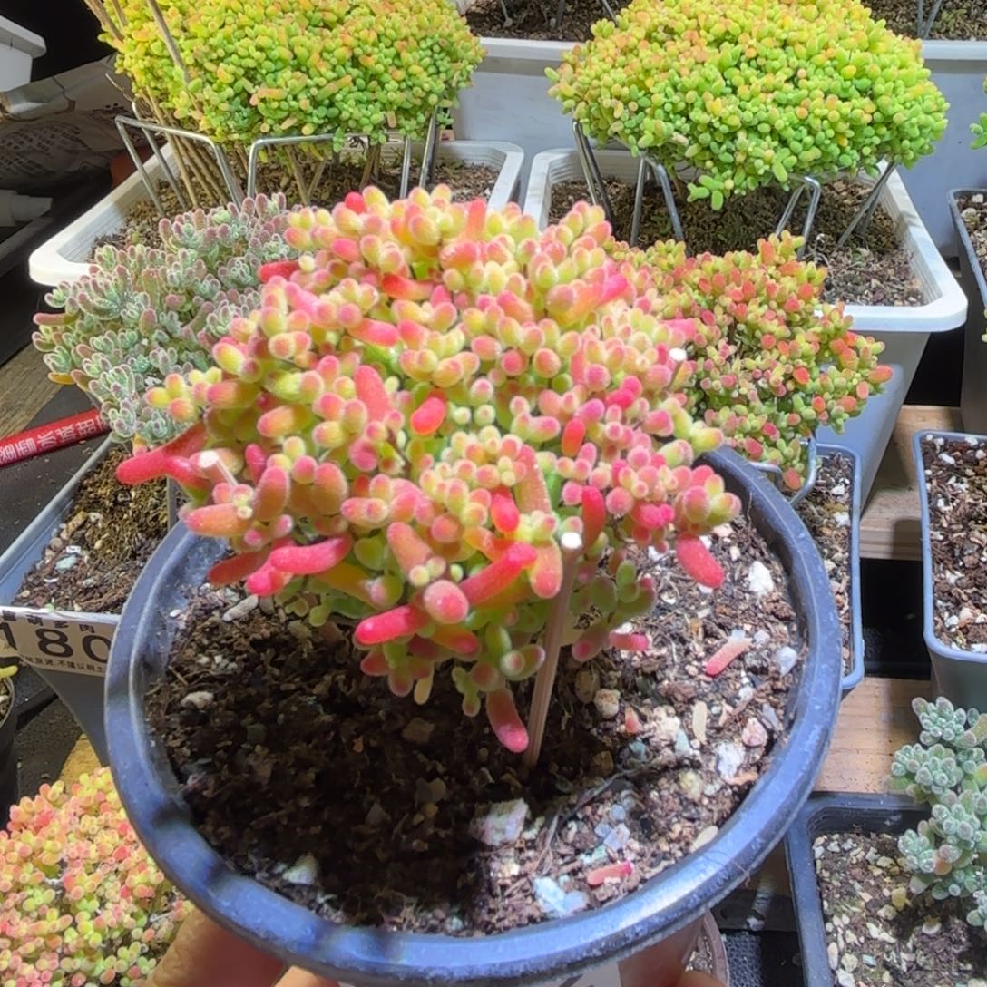 密橘糖球枝干番杏332