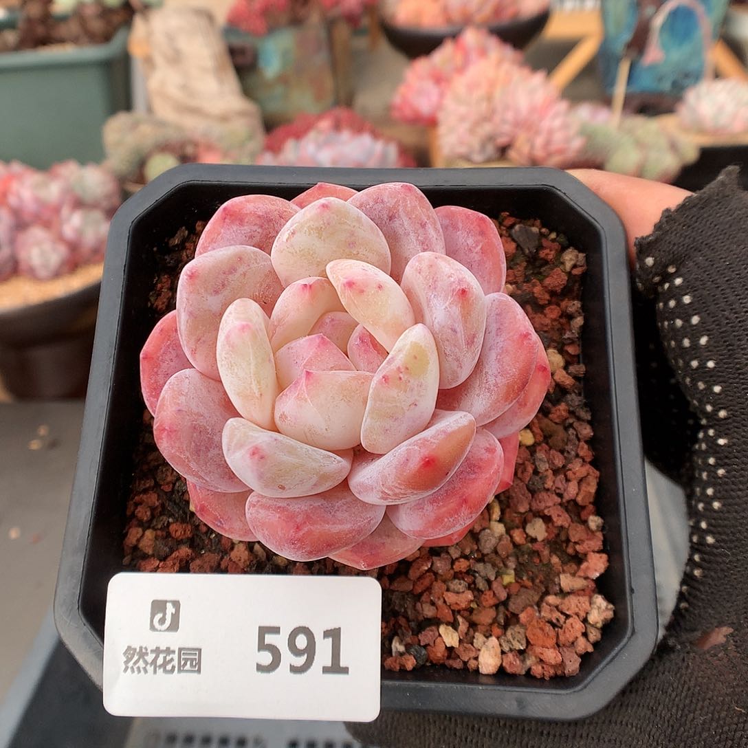 591冰橙多肉植物3633