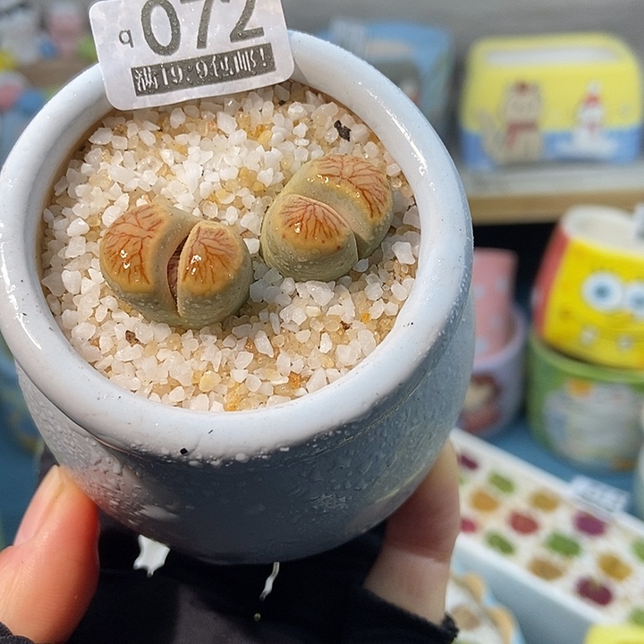 大舅生石花肉锥多肉072