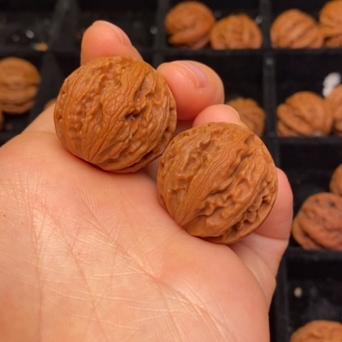 文玩核桃把件秦岭森林核桃