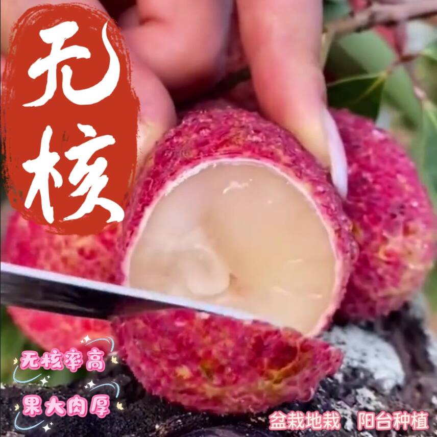 冰荔桂味仙进奉原土原杯顺丰包邮