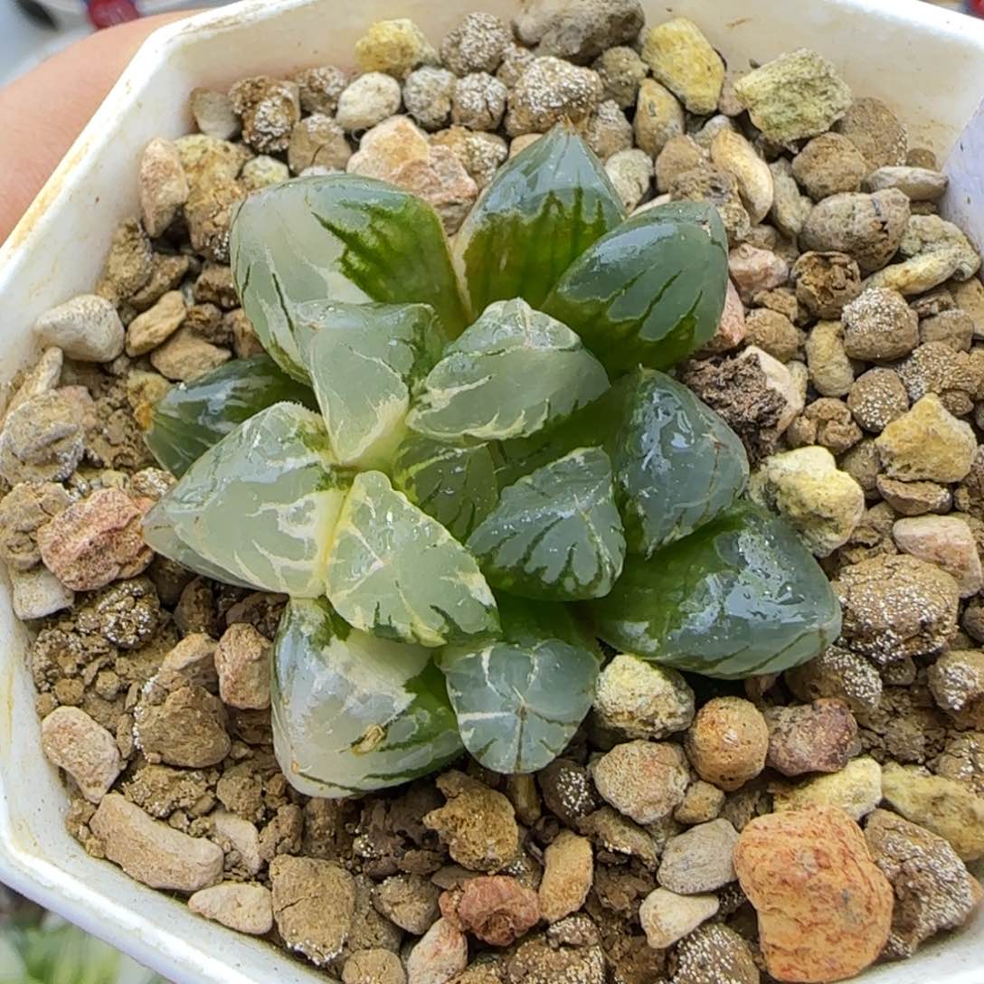 321号水晶实生锦一物一拍带盆土满38包邮