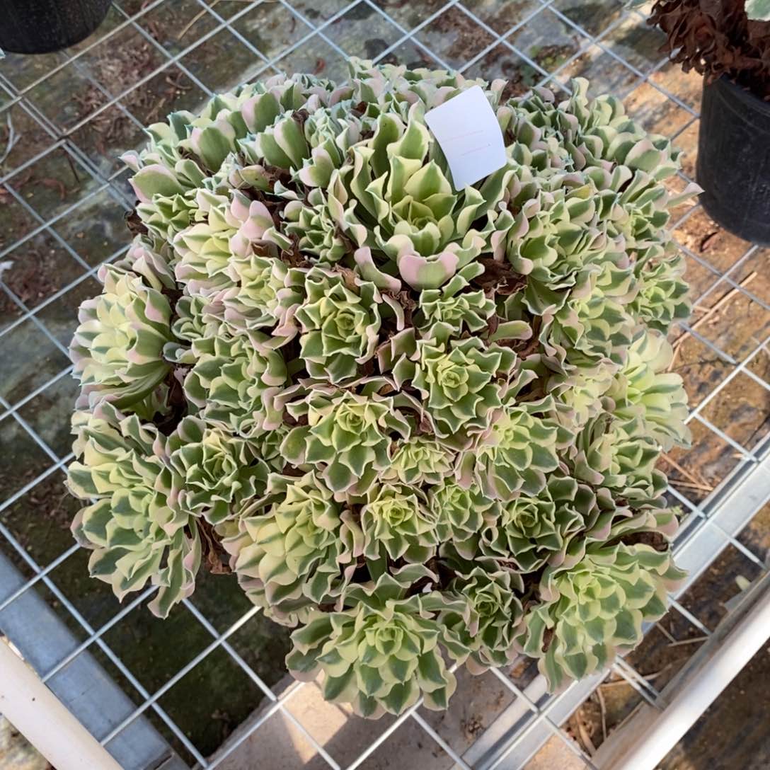 多肉植物组合拼盘11