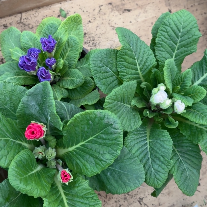 可***群全部花苞玫瑰报春红+粉+蓝