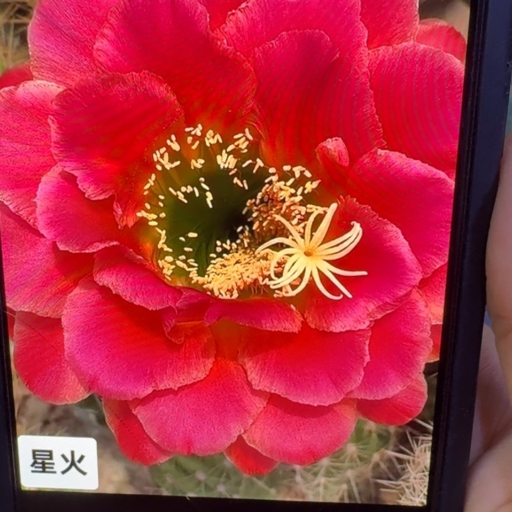222毛星火歪5公分左右无根侧牙，20包邮