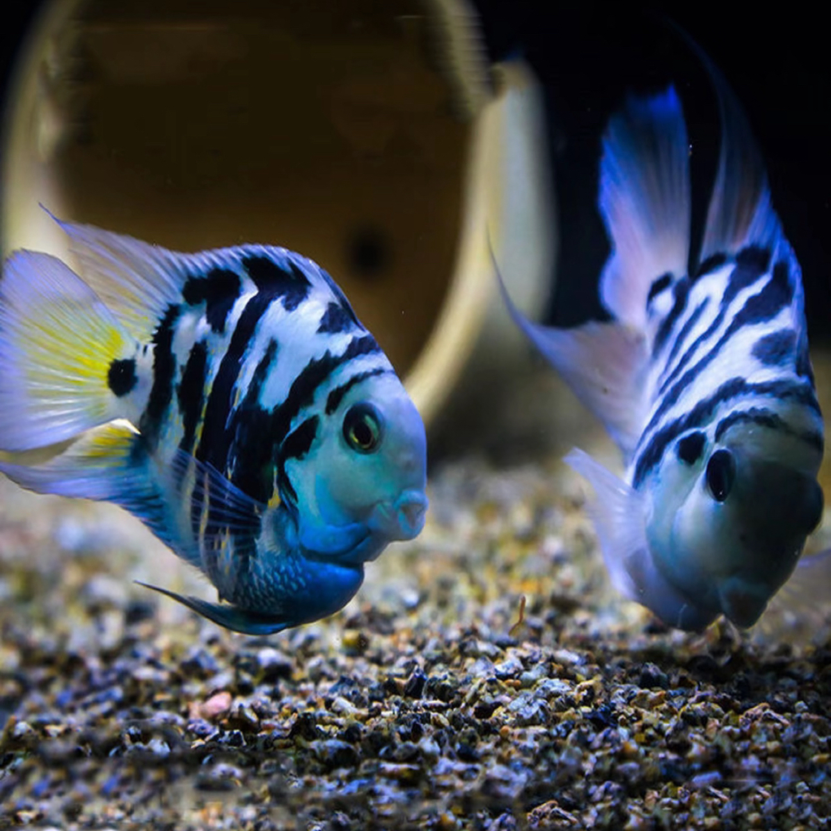 迷你鹦鹉鱼活体热带观赏鱼宝蓝白金小型淡水鱼苗好可繁殖(两条)
