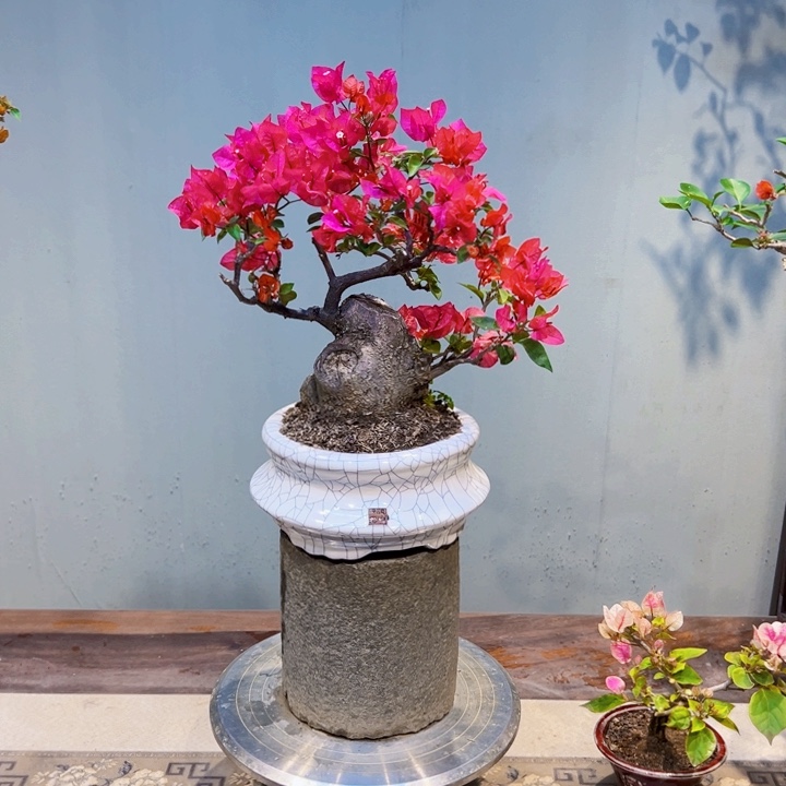 君***见完全开放同安红三角梅