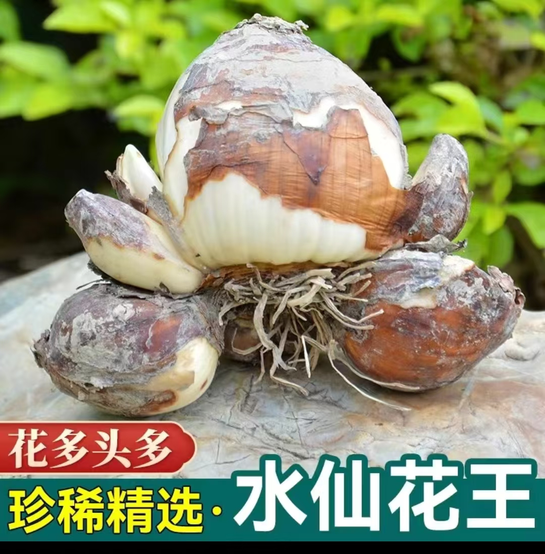 [花王]漳州水仙花种球水培大球室内好养年宵花盆栽