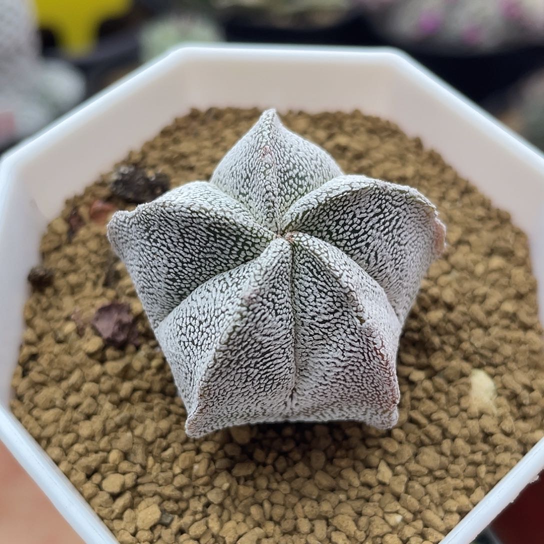 实生五角超白恩冢仙人球