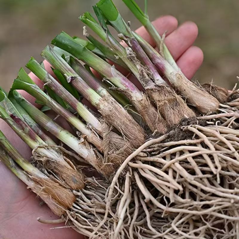 韭菜根苗现挖四季阳台种植新韭菜根绿植新韭菜根室内