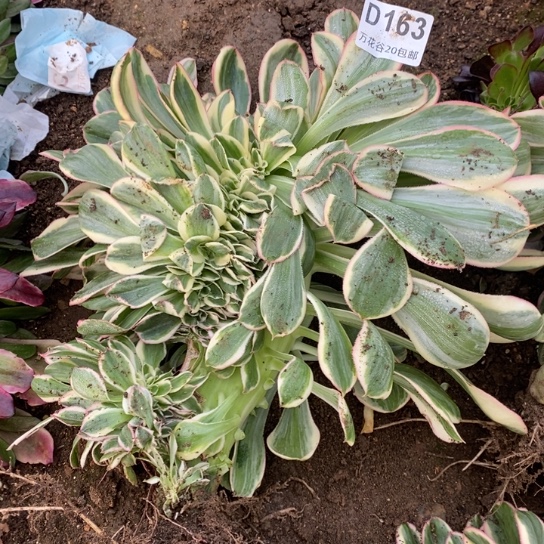 163燕姿锦缀无售后多肉植物