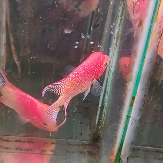 海水鱼22222222222