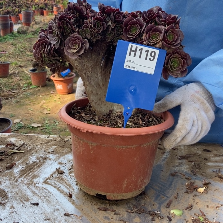 用***5H119欧紫缀化老桩