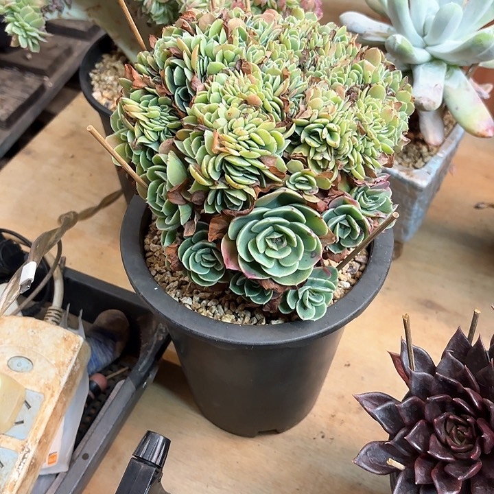 孙*娘多肉植物，爱斯梅拉达缀