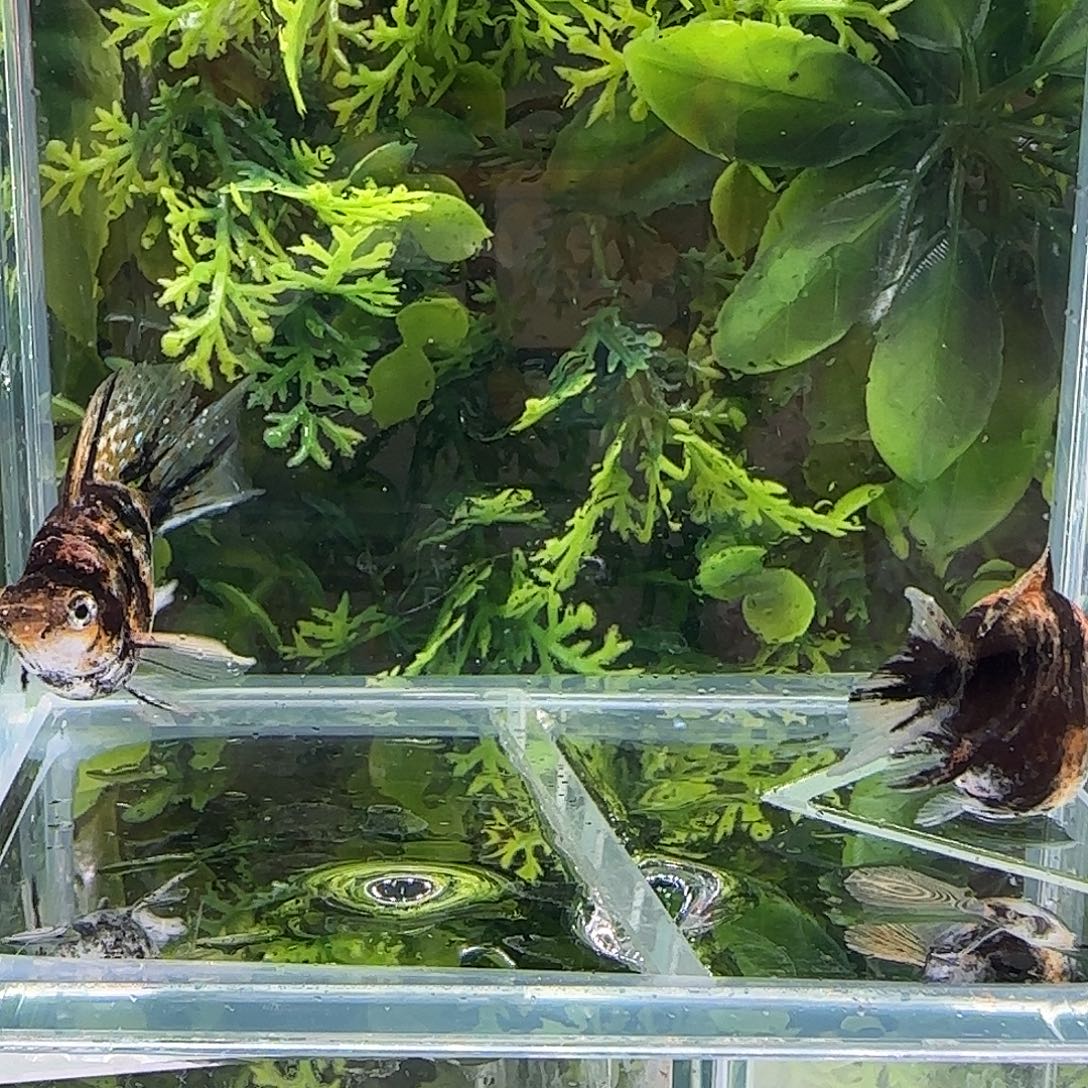 孔雀鱼钻石玛丽小老虎一对