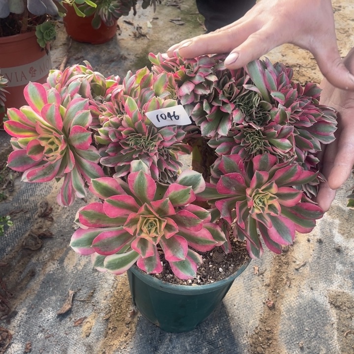 法师植物女巫缀1046