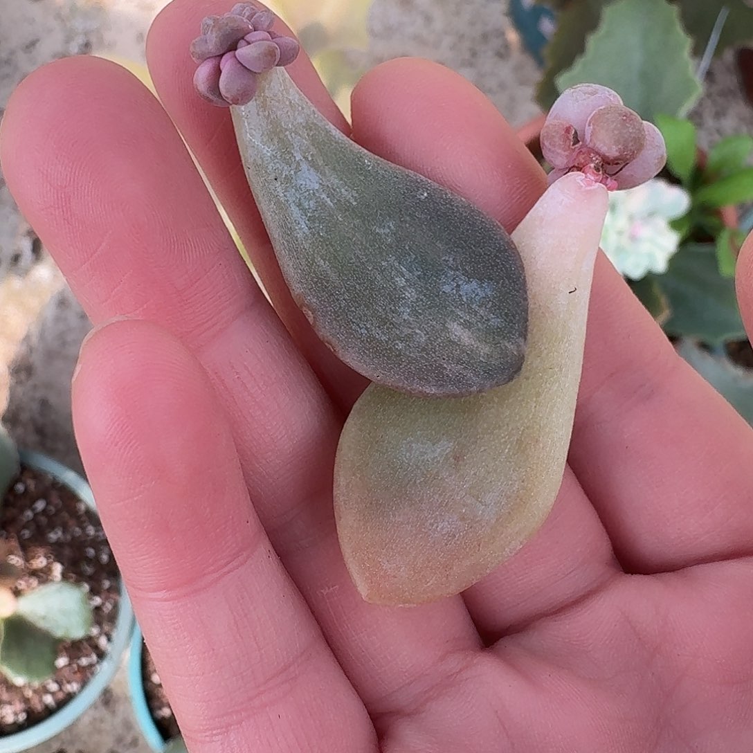 冬美人叶片一物一拍