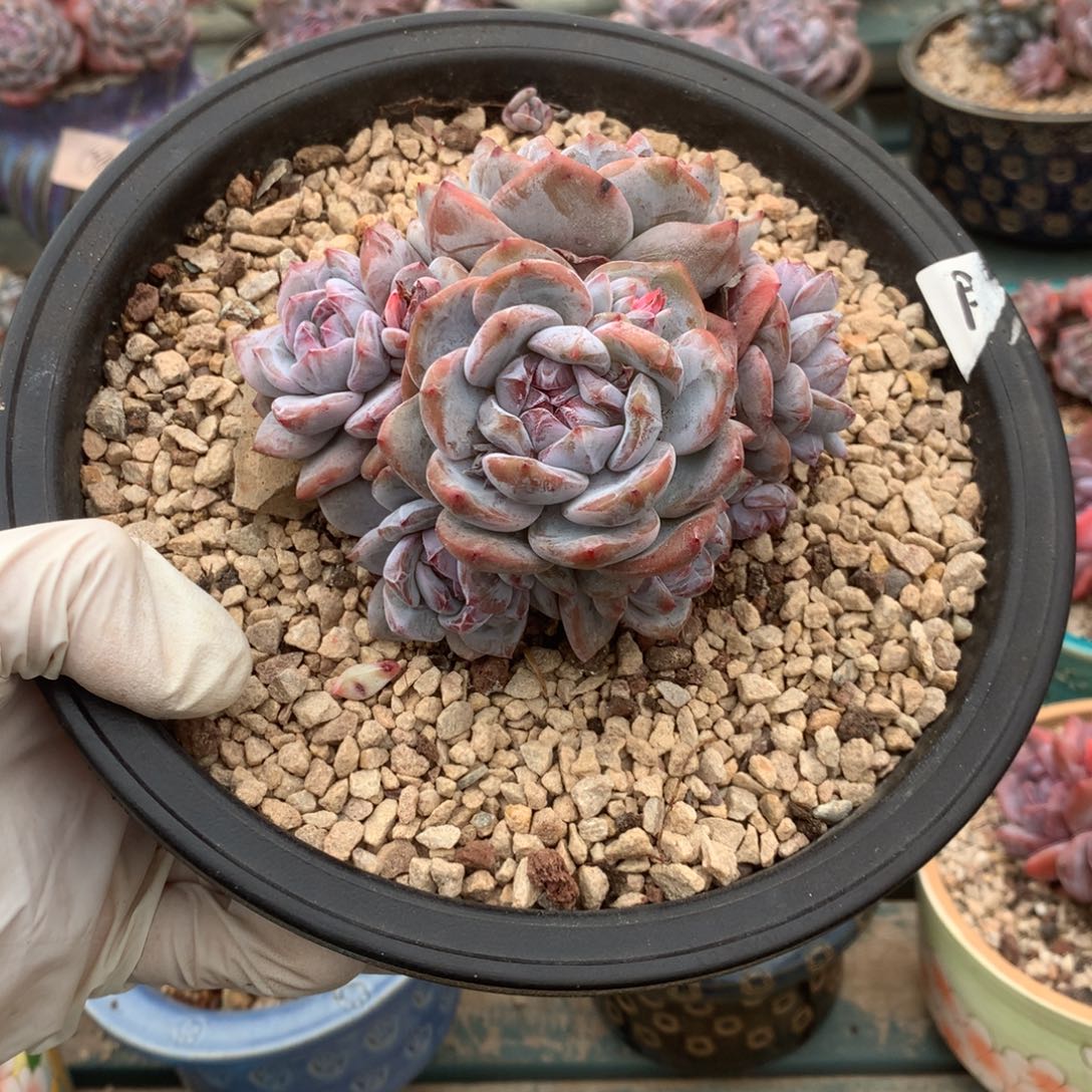 无花朵哈哈哈哈哈哈哈哈哈3