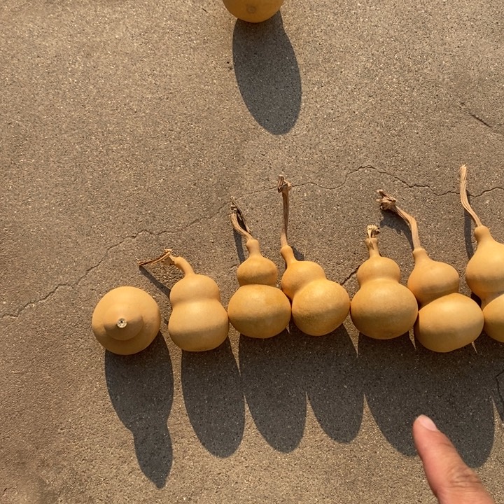 葫芦六个葫芦带一个断嘴