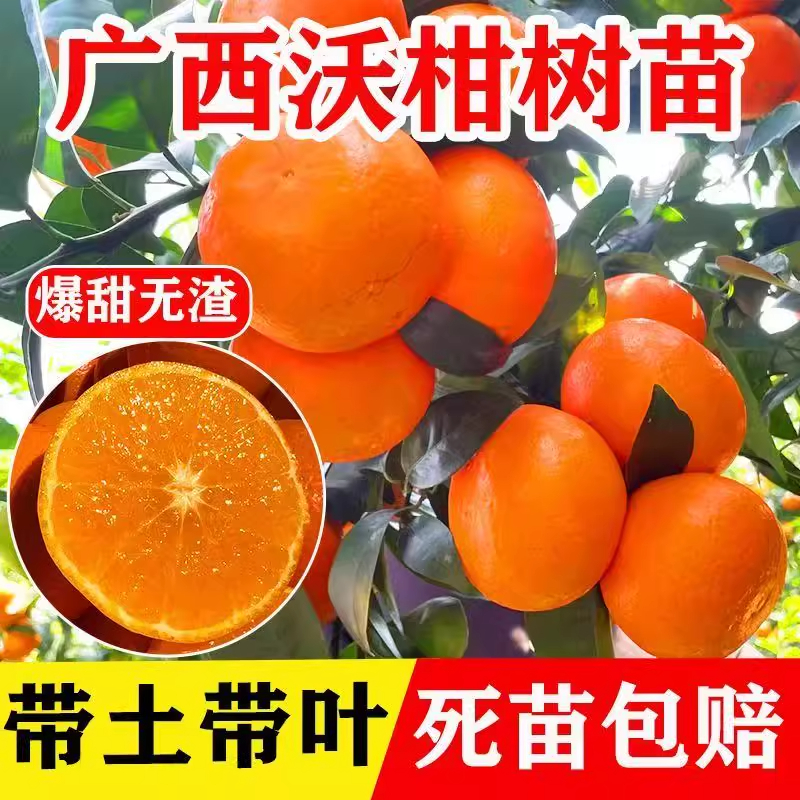 正宗嫁接广西沃柑树苗南北方耐寒可种植地栽盆栽沃柑嫁接正宗带土