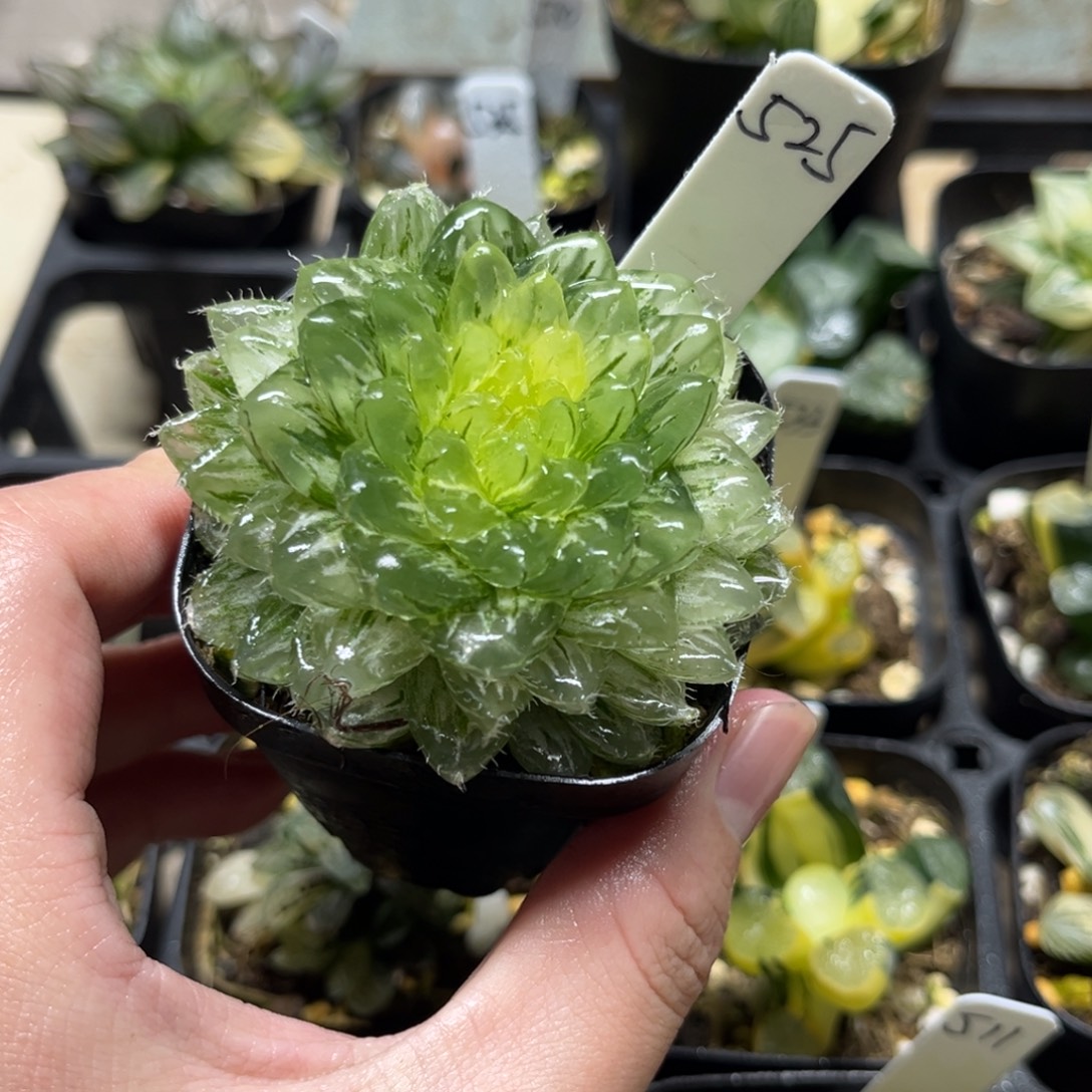 525翠云玉露锦一物一拍