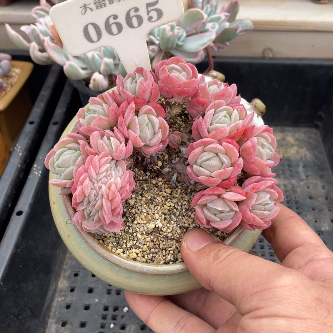 咖***糖0665贝瑞缀不带盆啦啦