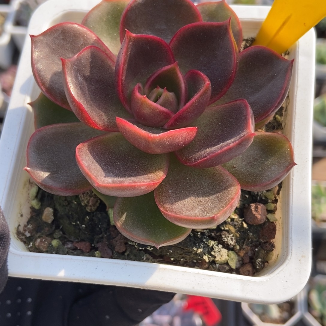 895红灯多肉植物多破了
