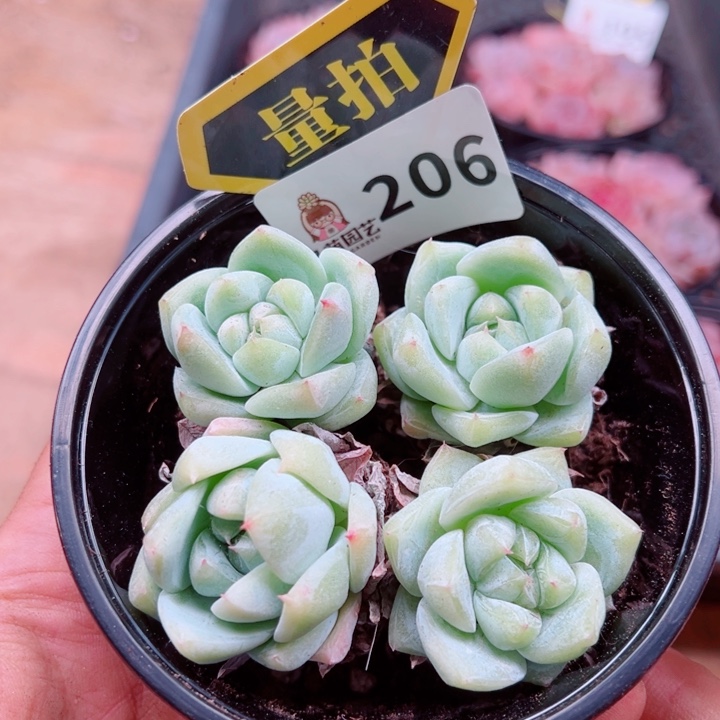 多肉植物多肉植物