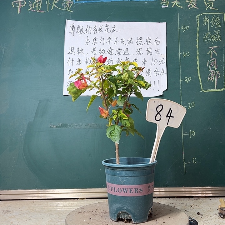 完全开放红九月84