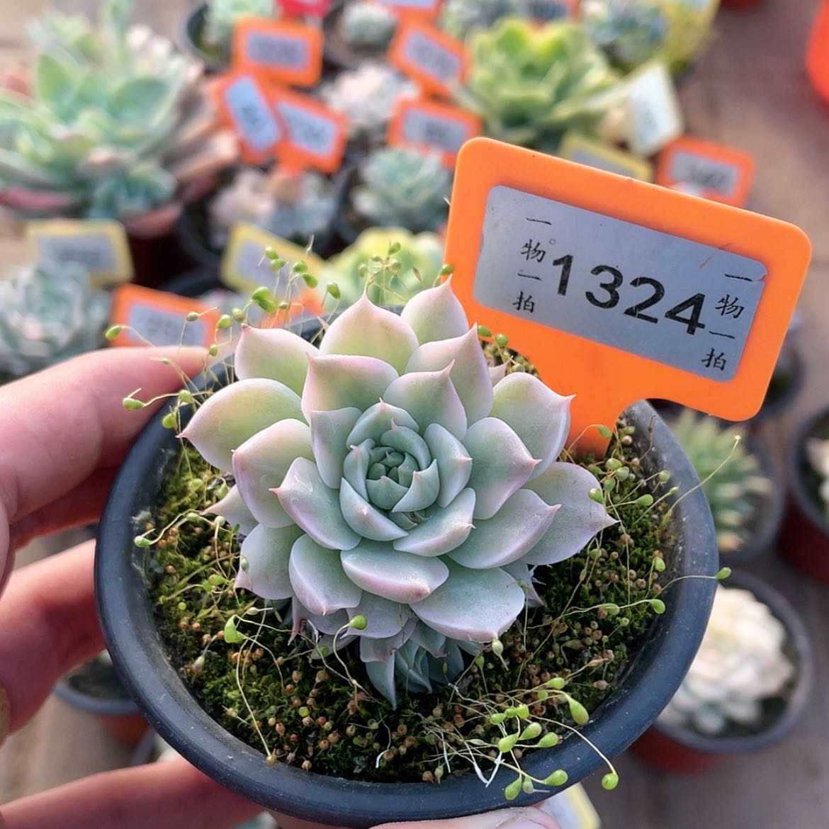 【闪购商品】1324号