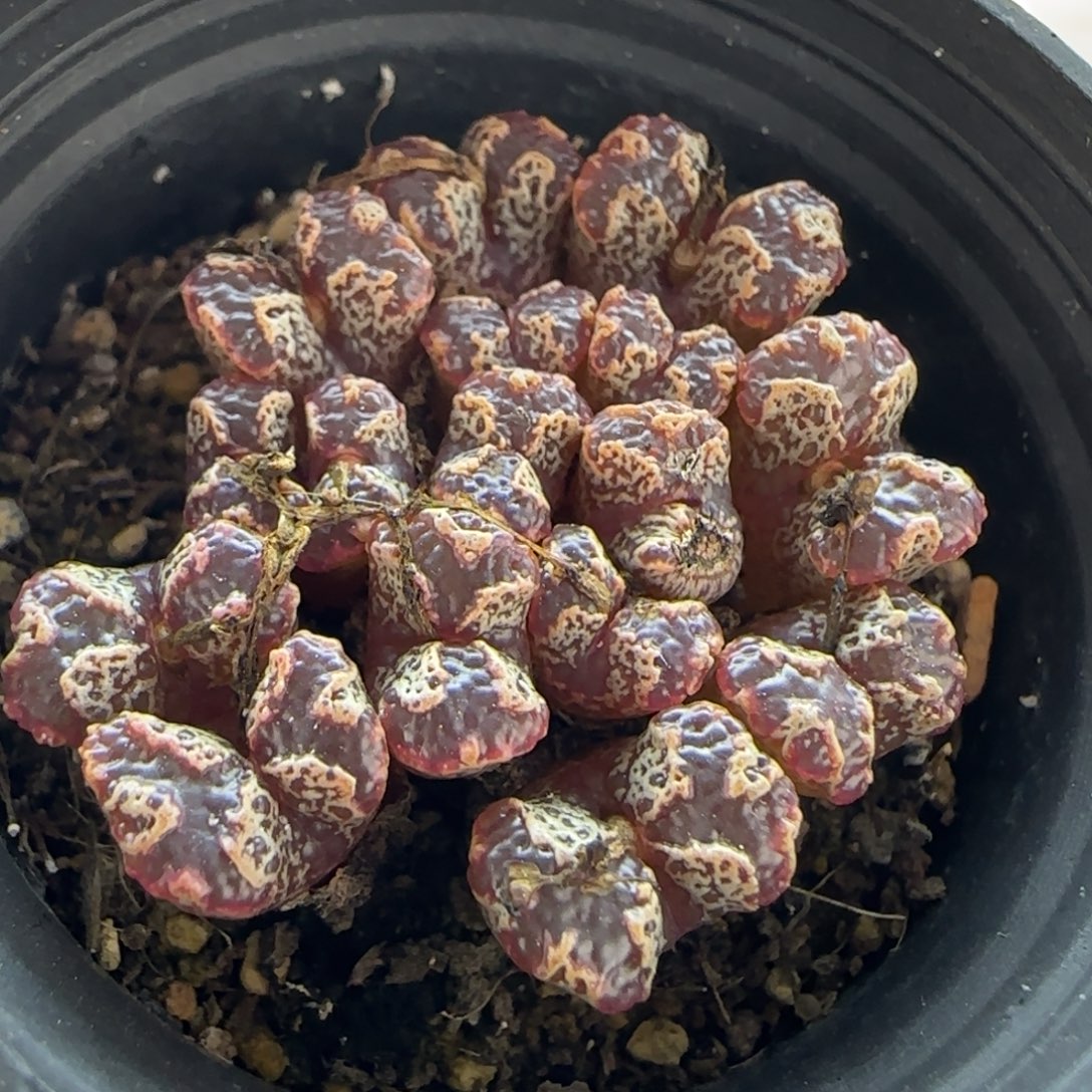 7156 大白多肉植物园