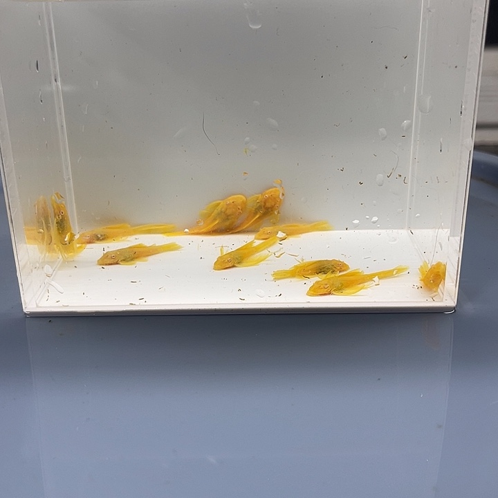 清道夫鱼胡子5帆5