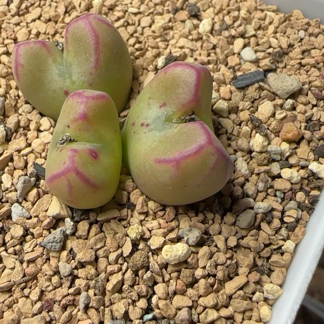 2.7号多肉外播大型红线元宝98号