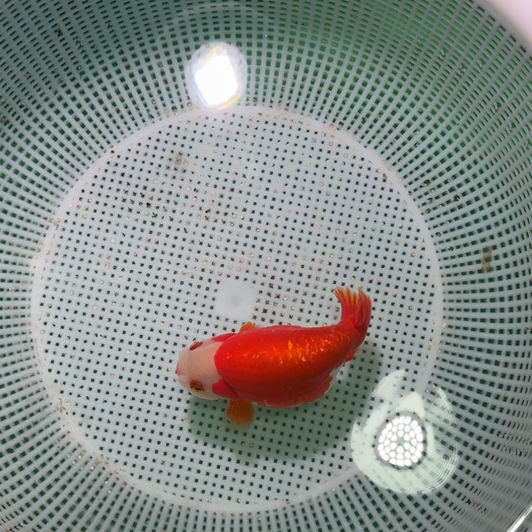 金鱼类不分公母15