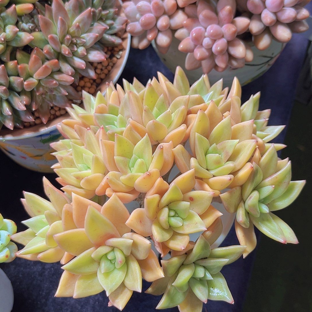 多肉植物黄金标丽娜