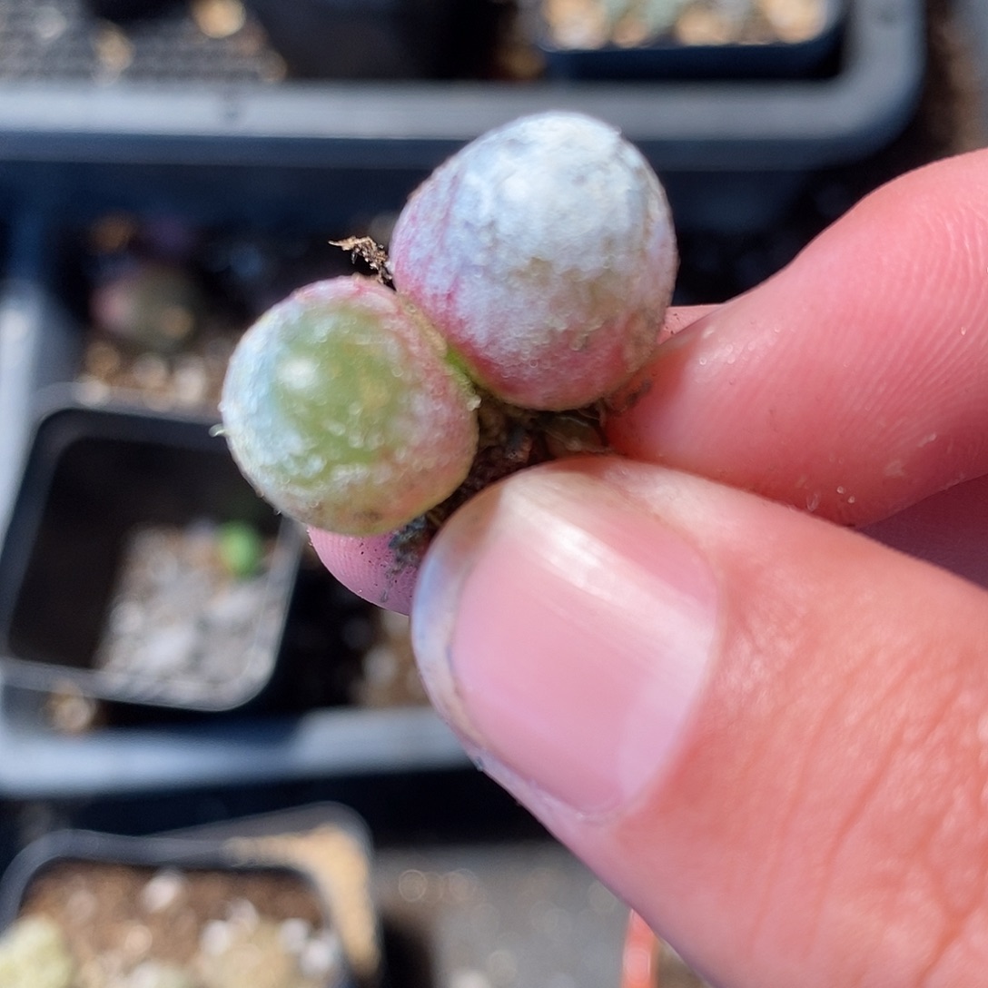 1354双头灯泡1颗。     