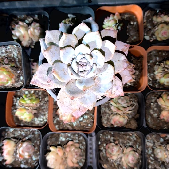 满6元包邮，粉蓝鸟大颗