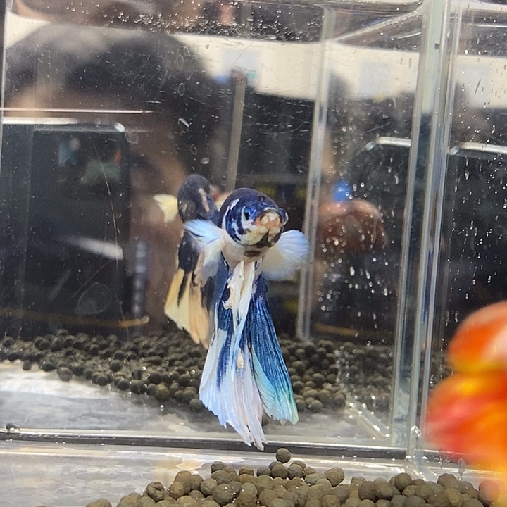 @***川斗鱼黑143号巨丢半月