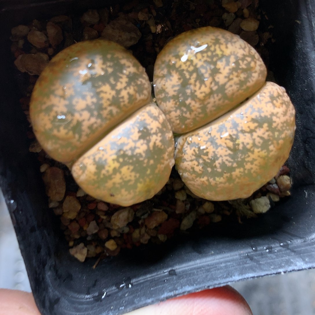 P96多肉植物保护