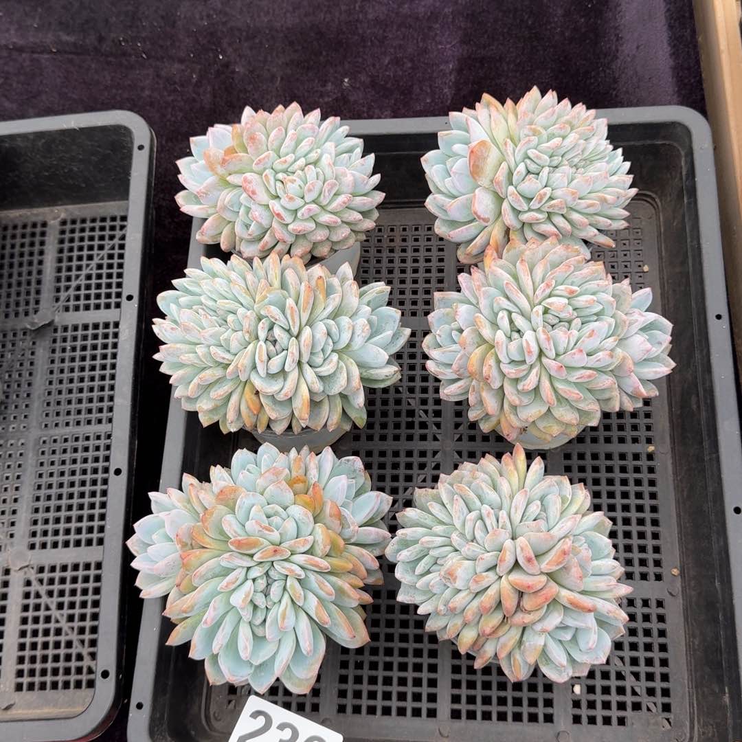 6颗一起一物一拍236